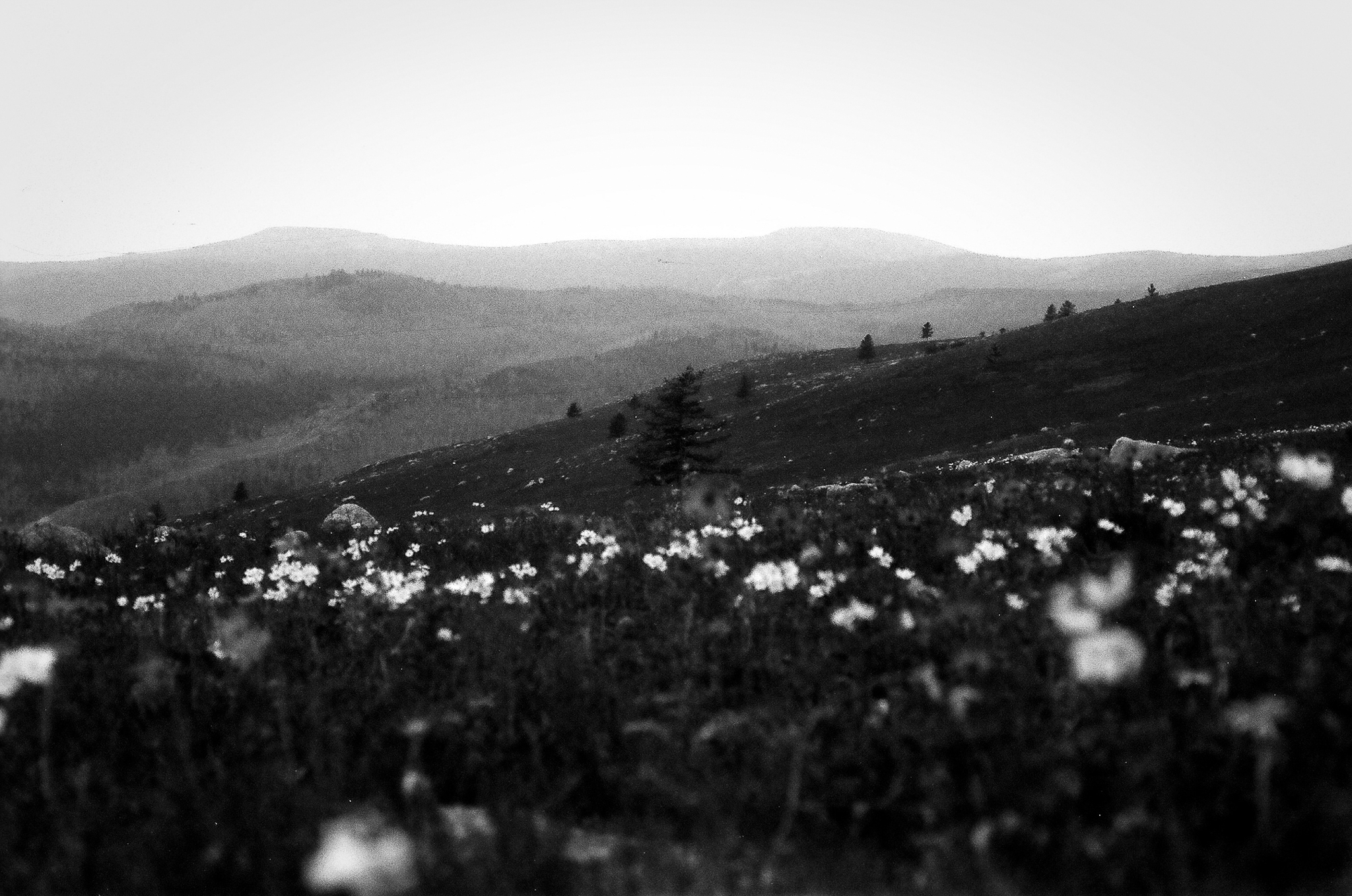 Photograph by Rebecca Ahrens